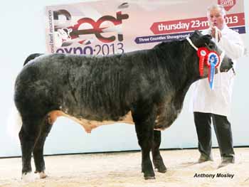 ANM-BE-513-0282