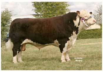 ANM-BCS-905-3489