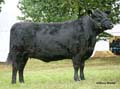ANM-BCS-810-1261
