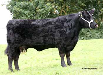 ANM-BCS-812-3444
