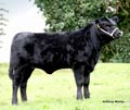 ANM-BCS-812-3490
