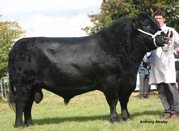 ANM-BCS-815-3338