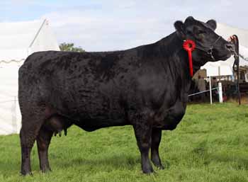 ANM-BCS-817-3213