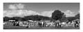 ANM-CS-817-BW5225