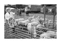 ANM-CS-817-BW5300