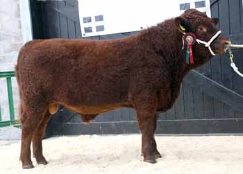 ANM-CCS-1017-6262