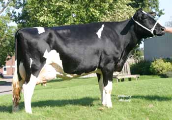 ANM-DE-906-8952