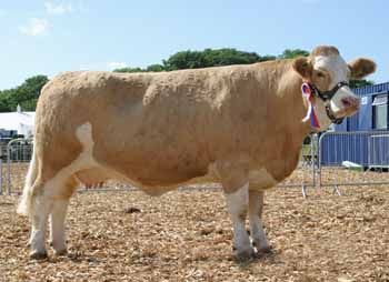 1 x 10 x 8 Mills copy Simmental soc ANM-DCS-504-0144