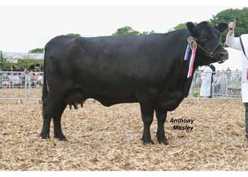 1 x 5 x 7 Angus Soc ANM-DCS-504-0011