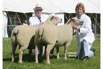 1 x 6 x 4 Charolais Interbreed Pair ANM-DCS-504-1320