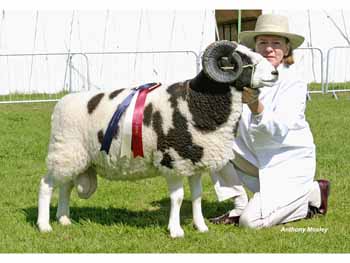 1 x 6 x 8 Wilson Jacob Sheep ANM-DCS-504-1304