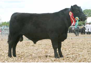 Angus ANM-DCS-504-22