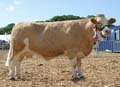 1 x 10 x 8 Mills copy Simmental soc ANM-DCS-504-0144