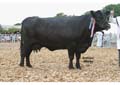 1 x 5 x 7 Angus Soc ANM-DCS-504-0011