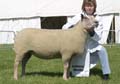 1 x 6 x 4  Charolais Interbreed Champion V2 ANM-DCS-504-1322