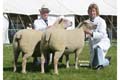 1 x 6 x 4 Charolais Interbreed Pair ANM-DCS-504-1320