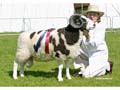 1 x 6 x 8 Wilson Jacob Sheep ANM-DCS-504-1304