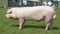 ANM-DCS-504-0850