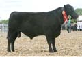 Angus ANM-DCS-504-22