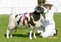 Jacob Sheep IMG_1304