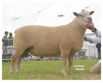 ANM-DCS-506-0137