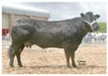 ANM-DCS-506-3422