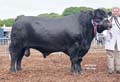 ANM-DCS-705-1299