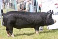 ANM-DCS-509-0918