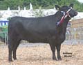 ANM-DCS-509-1333