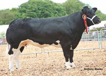 ANM-DCS-510-1783