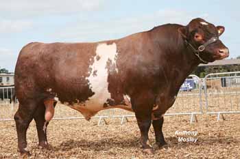 ANM-DCS-511-1812