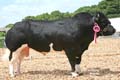 ANM-DCS-511-2011