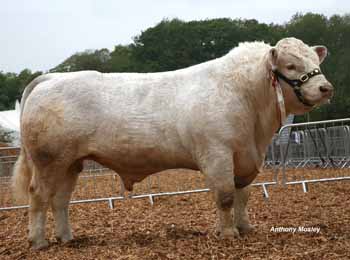 ANM-DCS-512-0596