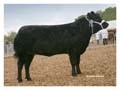 ANM-DCS-512-0891