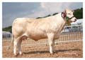 ANM-DCS-513-2497