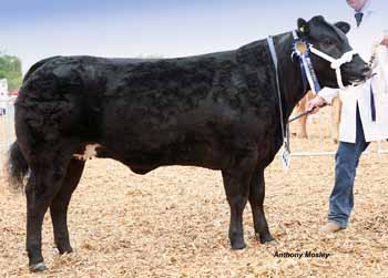 ANM-DCS-516-2238