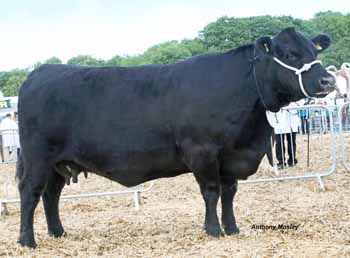 ANM-DCS-517-A0613