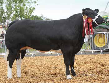 ANM-DCS-517-A1461