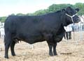 ANM-DCS-517-A0613