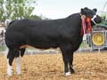ANM-DCS-517-A1461