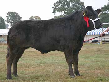 ANM-DS-913-2723