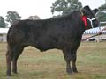 ANM-DS-913-2723