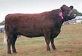 ANM-DS-913-2773