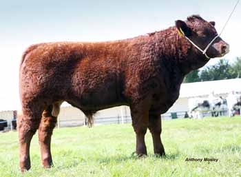 ANM-DS-915-6892