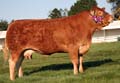 ANM-DS-915-6357