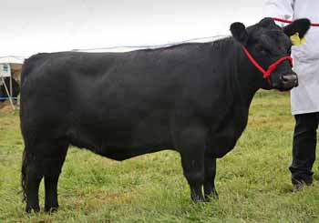 ANM-DS-916-0748