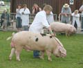 IMG_2065