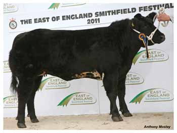 ANM-EESF-1211-0419