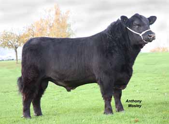 ANM-EEWSF-1108-4422
