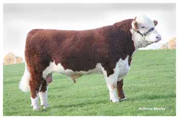 ANM-EEWSF-1108-4462